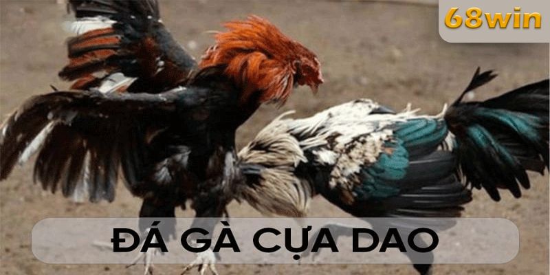 Đá gà cựa dao là một trò chơi cá cược cờ bạc thể thao trực tuyến, trong đó những chiến kê được huấn luyện đặc biệt và trang bị cựa dao