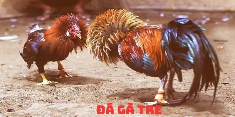 Tham gia đá gà tre 68Win nhận được lợi ích gì?