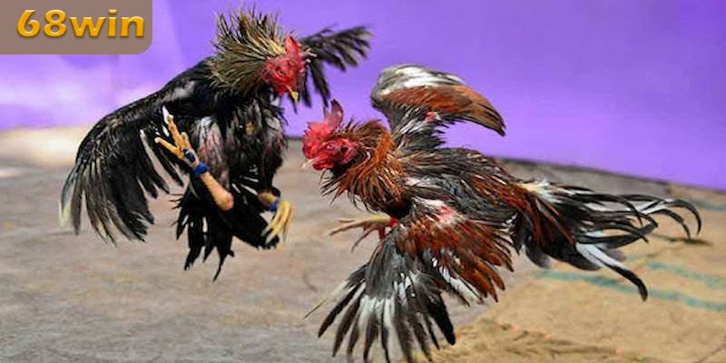 Tránh lựa chọn kê chọi đã có nhiều thành tích trước đó